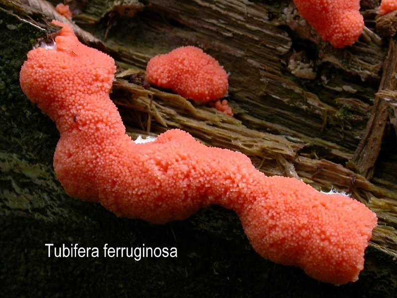 Tubifera ferruginosa-amf1912-2.jpg - Tubifera ferruginosa ; Syn: Tubifera fragiformis ; Nom français: Tubifère ferrugineux